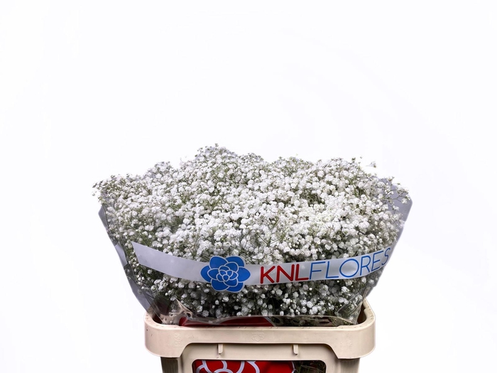 <h4>Gypsophila Xlence</h4>