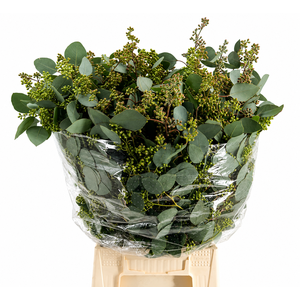 EUC. POPULUS BES 300 GR