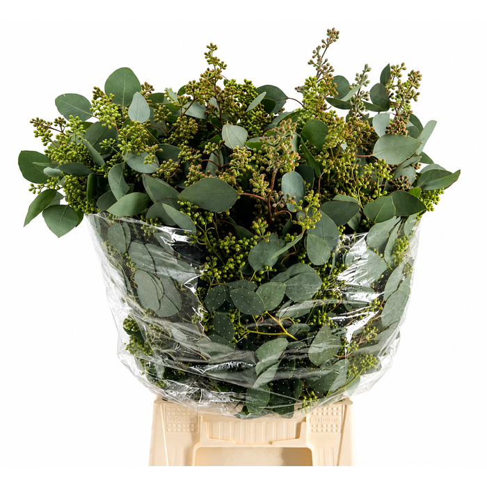 <h4>EUC. POPULUS BES 300 GR</h4>