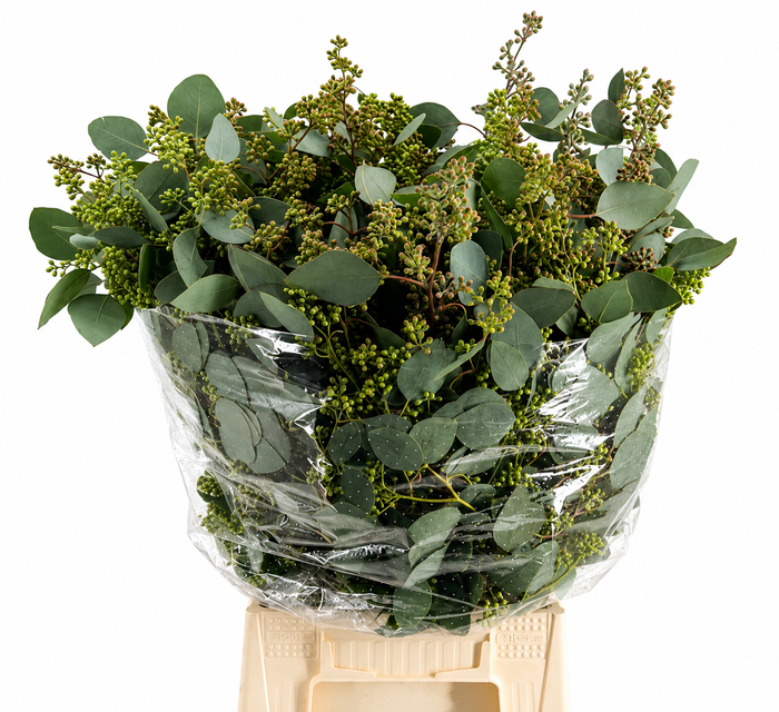 EUC. POPULUS BES 300 GR