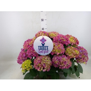 Hydrangea mac. 'Table-Tensia'