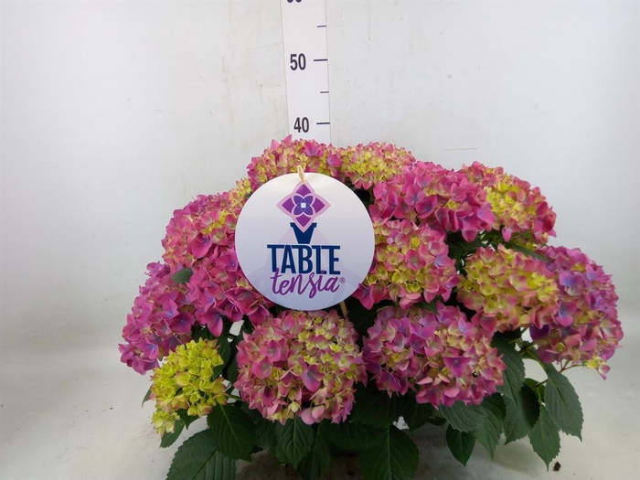 <h4>Hydrangea mac. 'Table-Tensia'</h4>