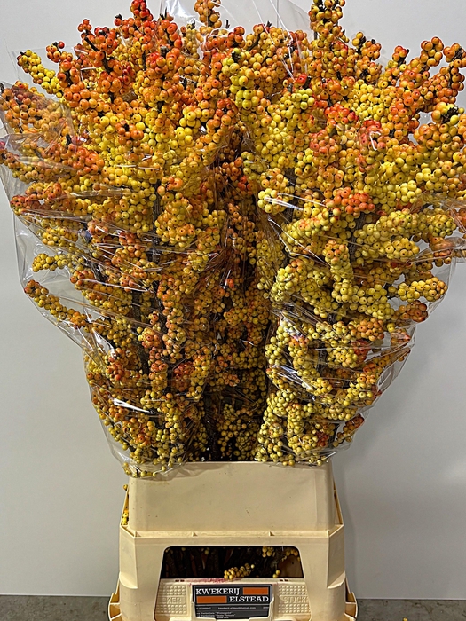 <h4>ILEX ILEXIA VICTORIA</h4>