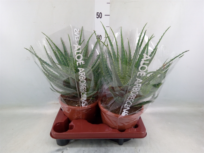 <h4>Aloe arborescens</h4>