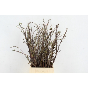 KERSENBLOESEM PER BUNCH 60CM