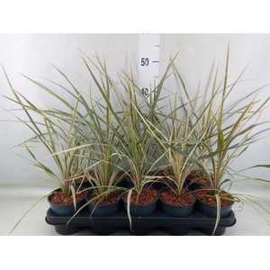 Cordyline austr. 'Variegata'