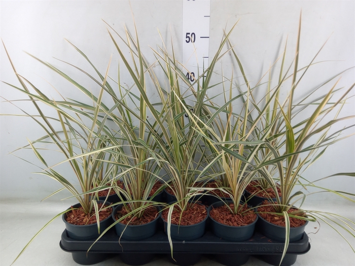 <h4>Cordyline austr. 'Variegata'</h4>