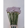 Allium Smokey Eyes