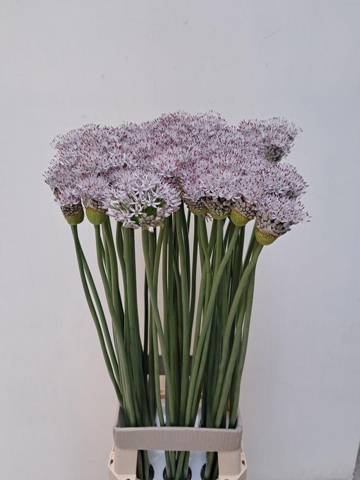 Allium Smokey Eyes