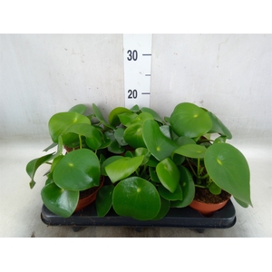 Peperomia polybotrya 'Raindrop'