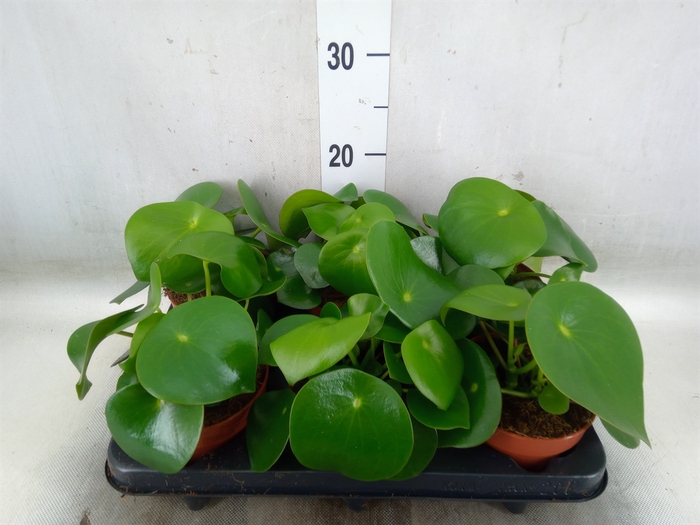 <h4>Peperomia polybotrya 'Raindrop'</h4>