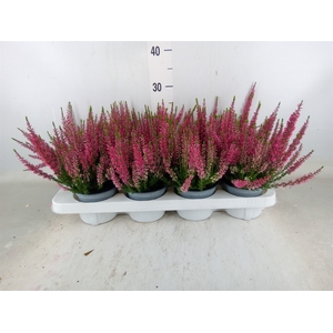 Calluna vulg. 'Beauty L Steffi'