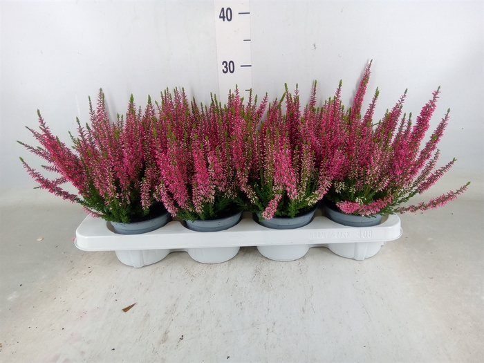 <h4>Calluna vulg. 'Beauty L Steffi'</h4>