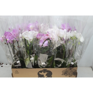 PHALAENOPSIS CASCATA P12 VARIADO 2 HT