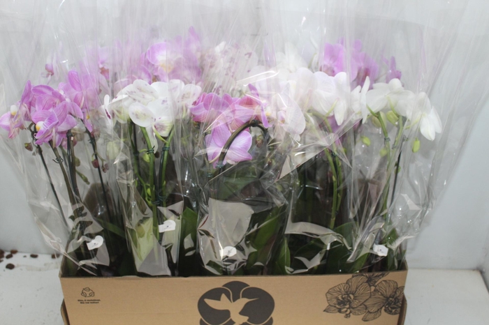 <h4>PHALAENOPSIS CASCATA P12 VARIADO 2 HT</h4>