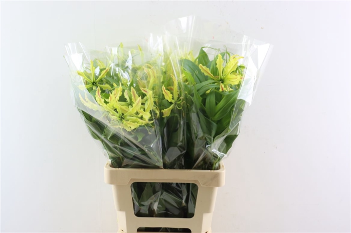 <h4>Gloriosa Sparkling Stripe</h4>
