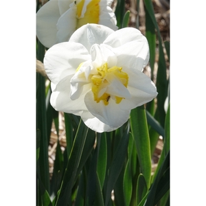Narcissus Double Salou x5 14/16