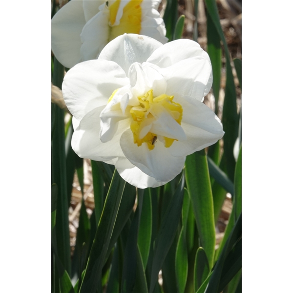 <h4>Narcissus Double Salou x5 14/16</h4>