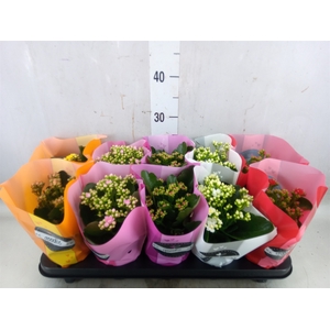 Kalanchoe blos.   ..rosebud rs fl 5