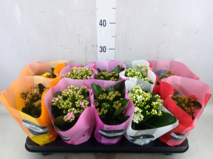 <h4>Kalanchoe blos.   ..rosebud rs fl 5</h4>