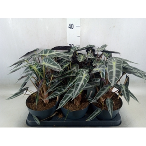 Alocasia  'Bambino Arrow'