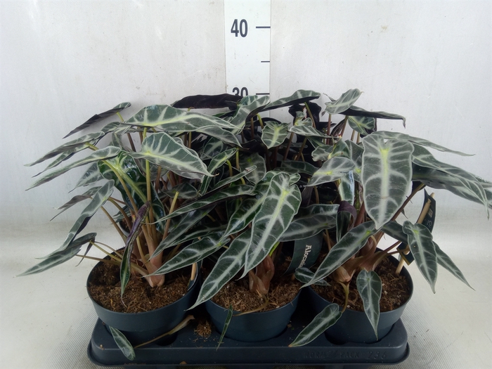 <h4>Alocasia  'Bambino Arrow'</h4>