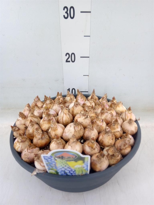 <h4>Muscari ...</h4>