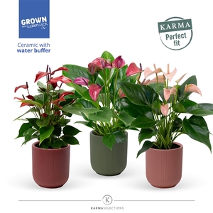 Anthurium - Karma Multimix | Atlanta Intens | Perfect fit