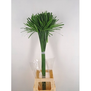 CYPERUS PAPYRUS