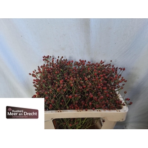 Rozenbottel Magical Red Cascade