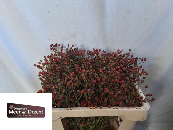<h4>Rozenbottel Magical Red Cascade</h4>