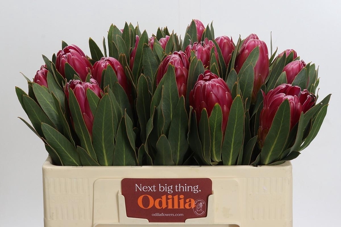 <h4>Protea Brenda</h4>