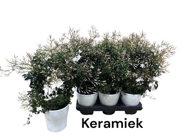 <h4>JASM POLYANTHUM WIT</h4>