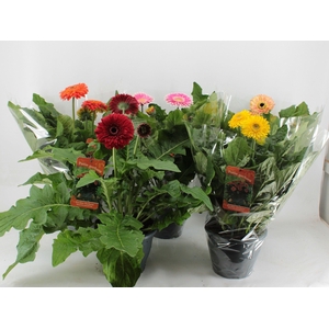 Gerbera XXL Patio mix