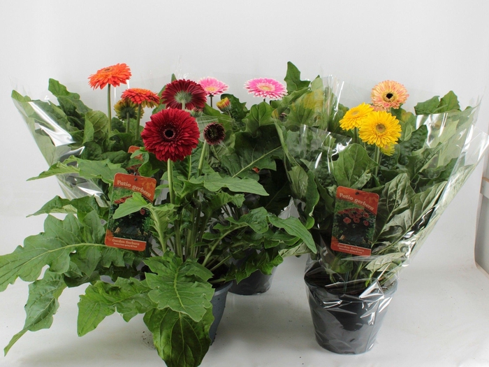 <h4>Gerbera XXL Patio mix</h4>