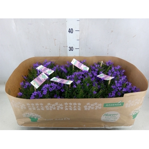 Campanula porten. 'Ambella In Prpl'