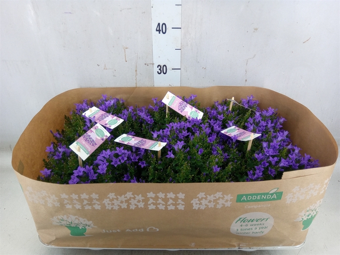 <h4>Campanula porten. 'Ambella In Prpl'</h4>