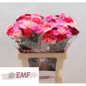 DI ST GEM IN BOS SWEET PINK