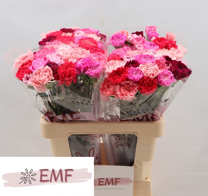 <h4>DI ST GEM IN BOS SWEET PINK</h4>