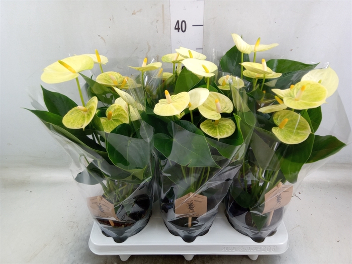 <h4>Anthurium andr. 'Vanilla'</h4>