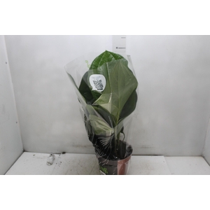 ANTHURIUM JENMANII P19