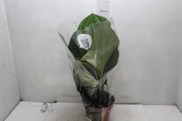 <h4>ANTHURIUM JENMANII P19</h4>