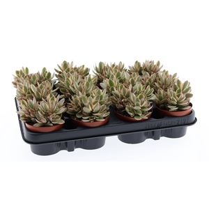 Crassula   ...