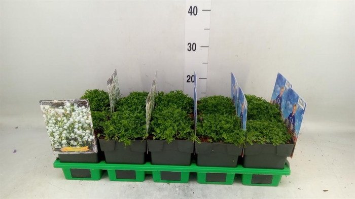 <h4>Campanula cochl.</h4>