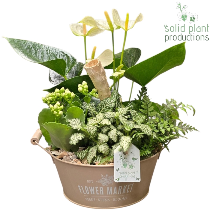 <h4>AT019 Flower Market Bowl Anthurium</h4>