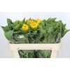 Helianthus Vincent Choice x40 (min  8x40)