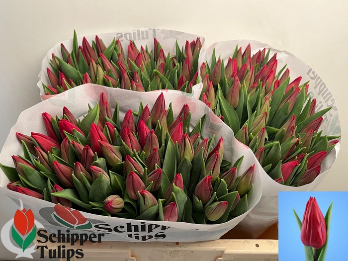 <h4>TU EN STRONG LOVE</h4>