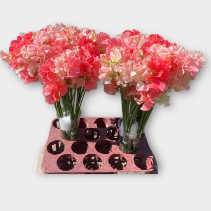 <h4>LATHYR SHA OF ROMANC</h4>