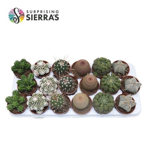 <h4>Sierra's® - Bilbao Cactus Mix (Collection)</h4>