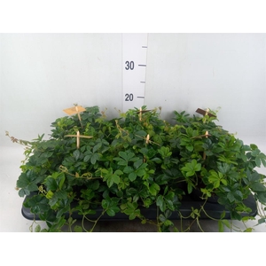 Parthenocissus inserta